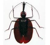 Mormolyce castelnaudi (Malaysia)